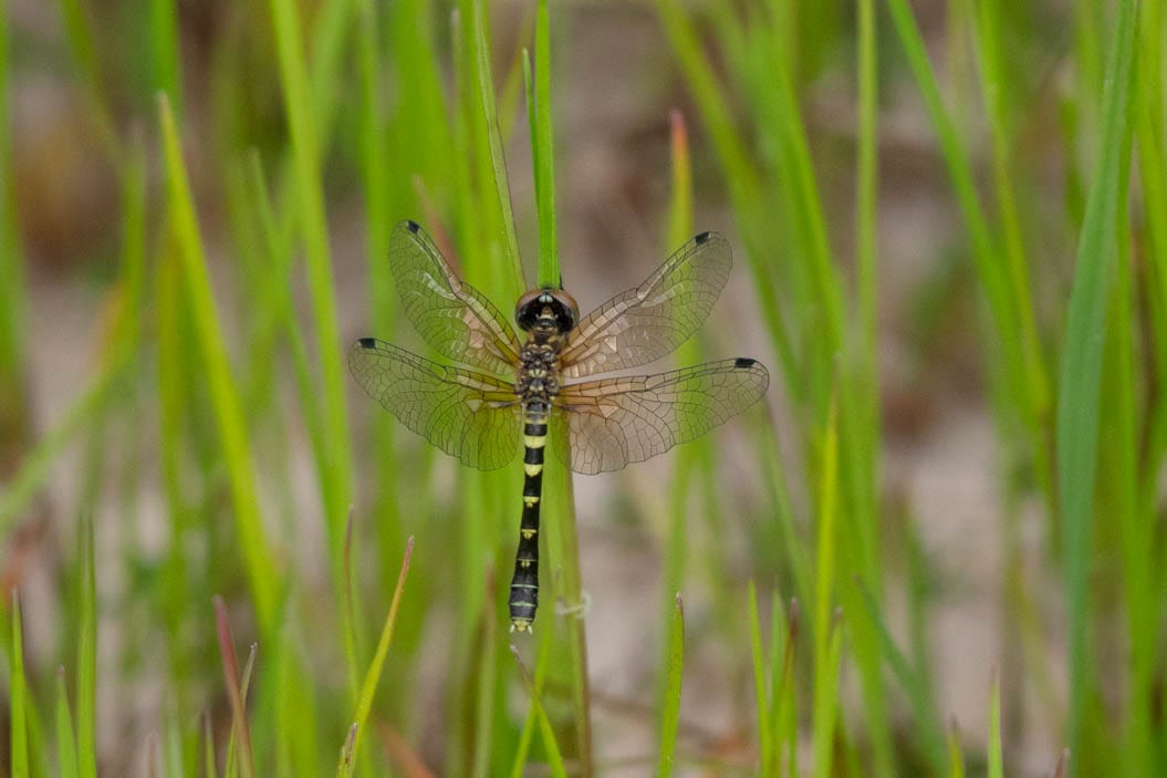 In the middle of blades of grass or grass-like plants, a beautiful black dragonfly with yellow chevron markings and black spangles at the outer corner of all four wings
