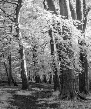 IR Trees A Day -8.jpg