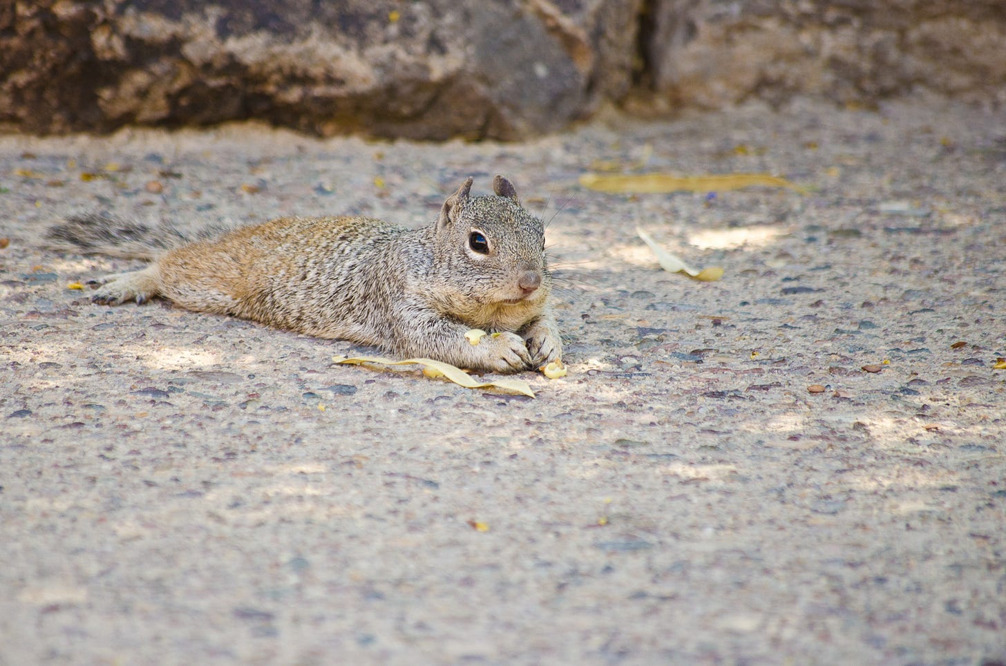 A squirrel on its stomach eating.