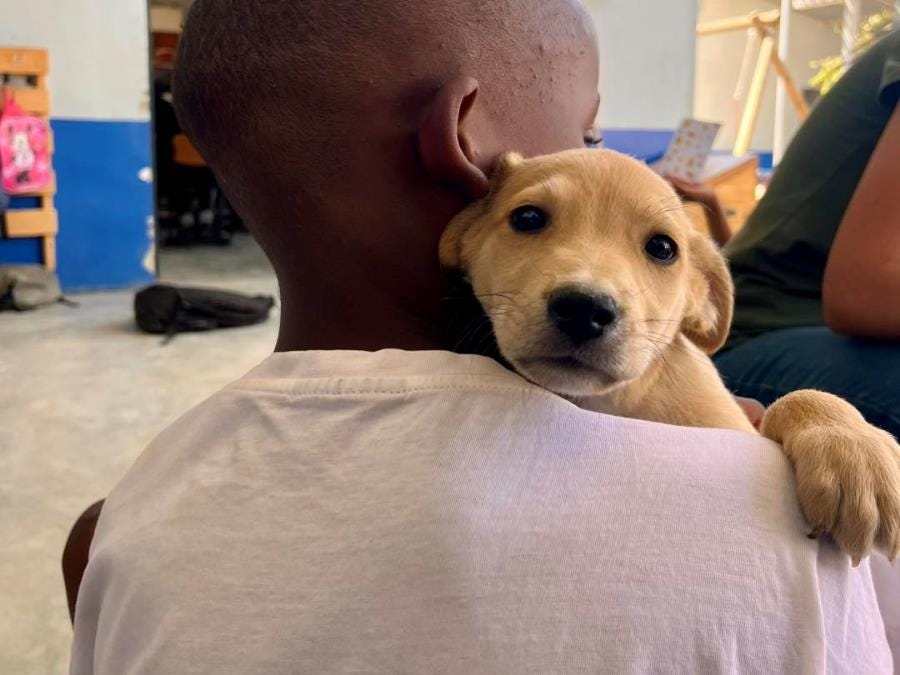 Volunteer with cats and dogs in Namibia