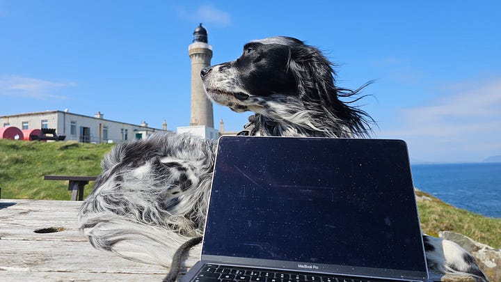 English Setter dog by an old range and in front of Ardnamurchan lighthouse.