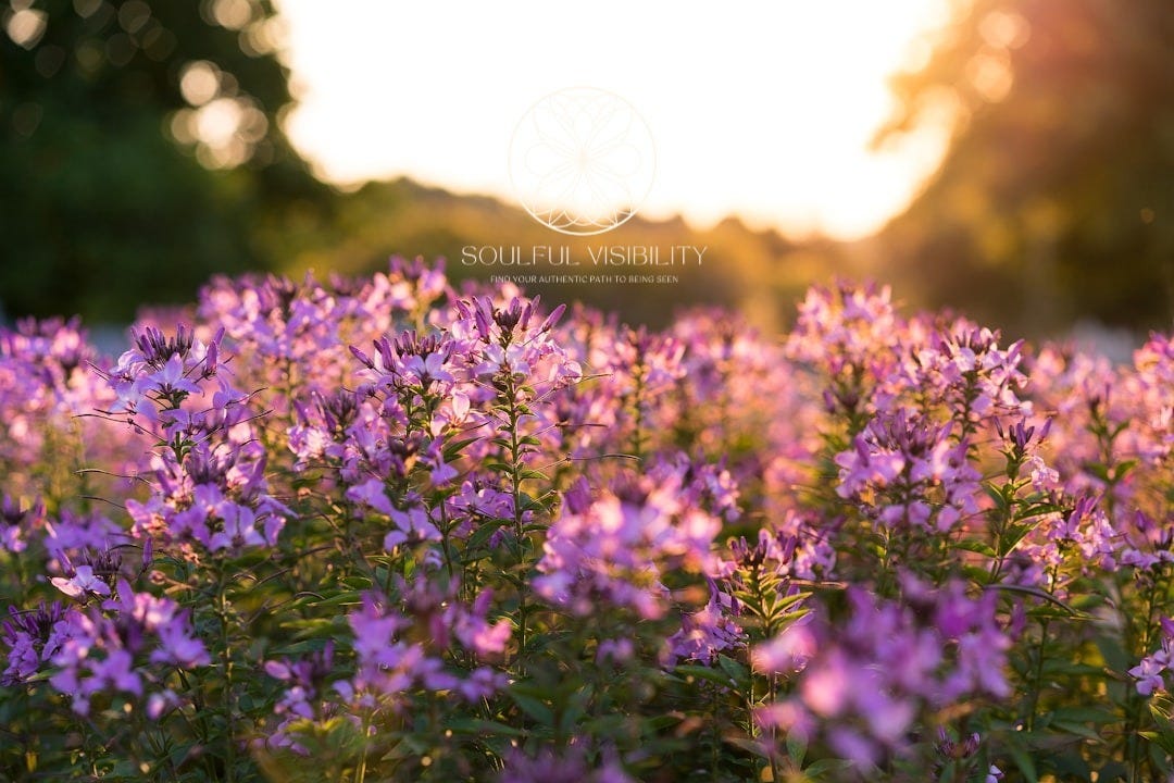 purple petaled flowers selective focus photography purple petaled flowers selective focus photography
