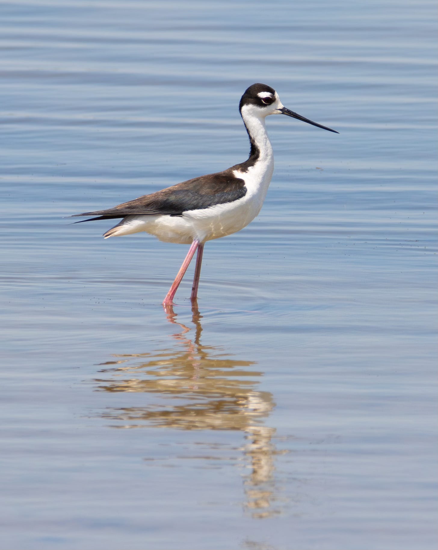 a black-necked stilt stands in the water
