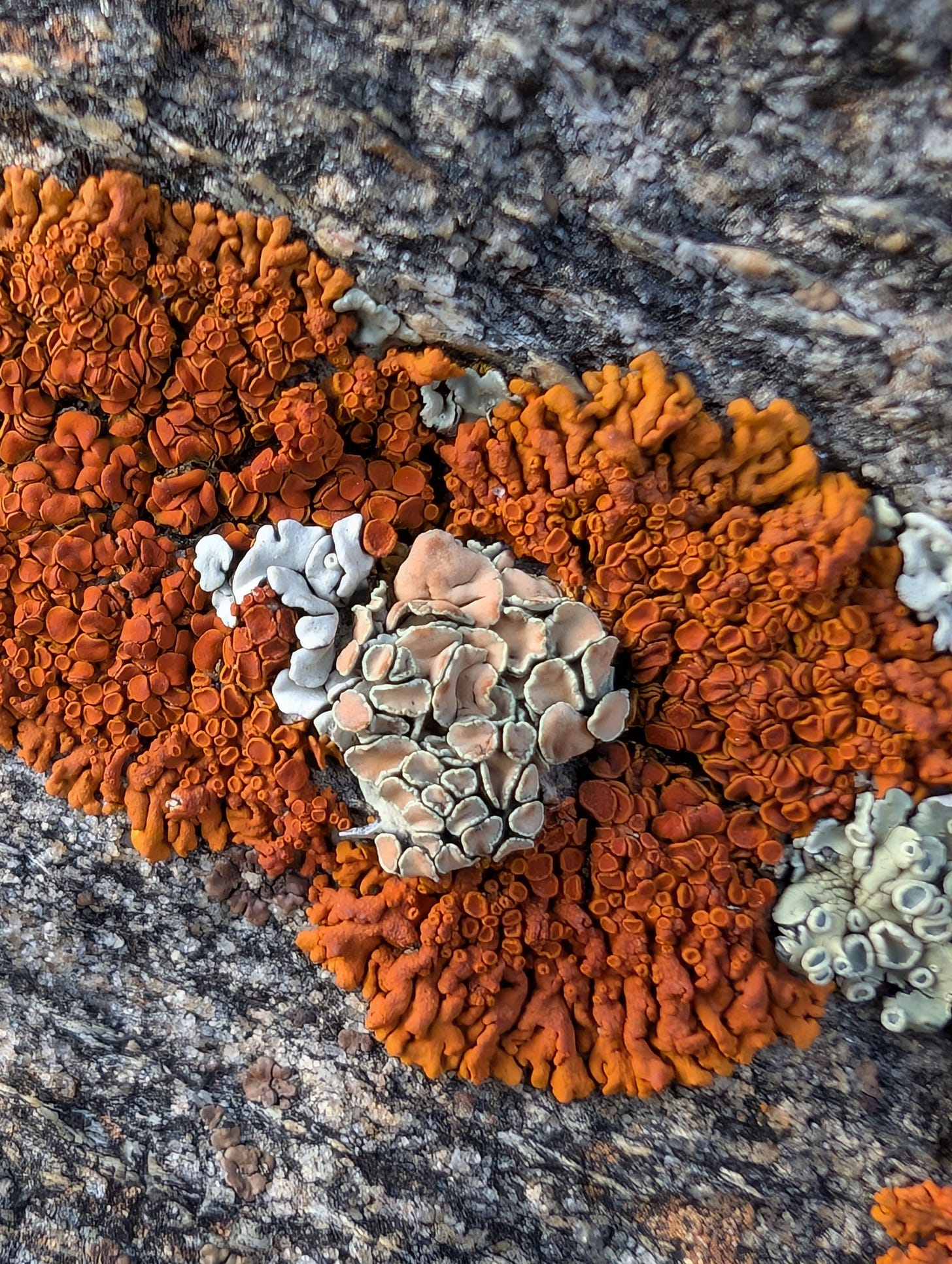 A large patch of dark marigold orange lichen, made up of radiating branches and discs; at its center is a cluster of pale turquoise lichen mostly covered with the pale blue-rimmed, pale orange discs of Orange Rock-Posy