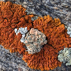 Signs of Life Upon a Stone