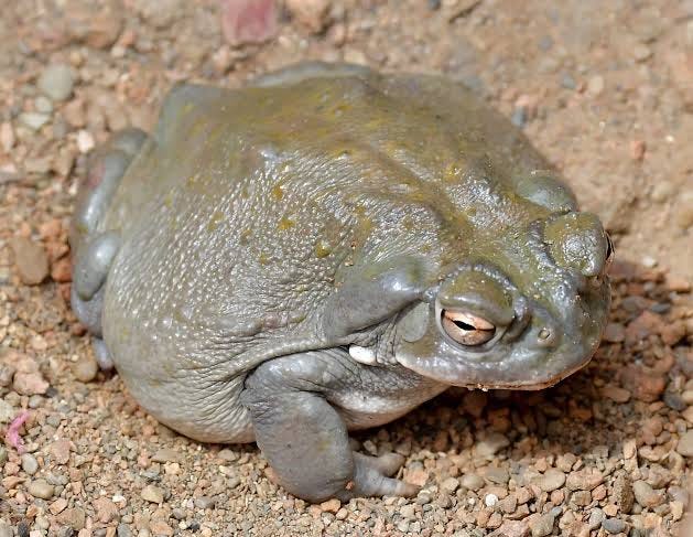Colorado River Toad - Indianapolis Zoo