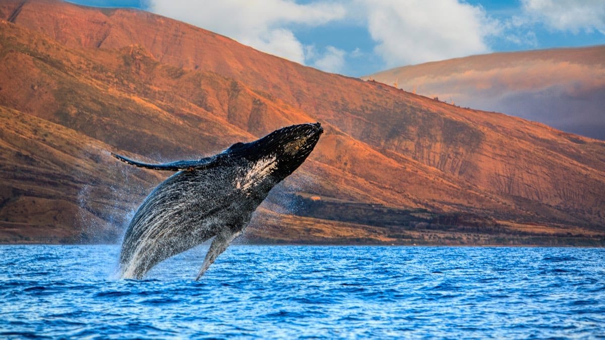 Whale Watching Maui: Seasonal Discount Humpback Watch Tour Tickets