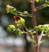 File:ScrScrophulariaNodosa.png File:ScrScrophulariaNodosa.png