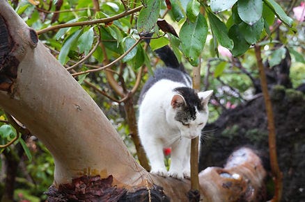 White and black cat carefully walking on a tree branch surrounded by lush green leaves. The setting is a garden, creating a serene mood.
