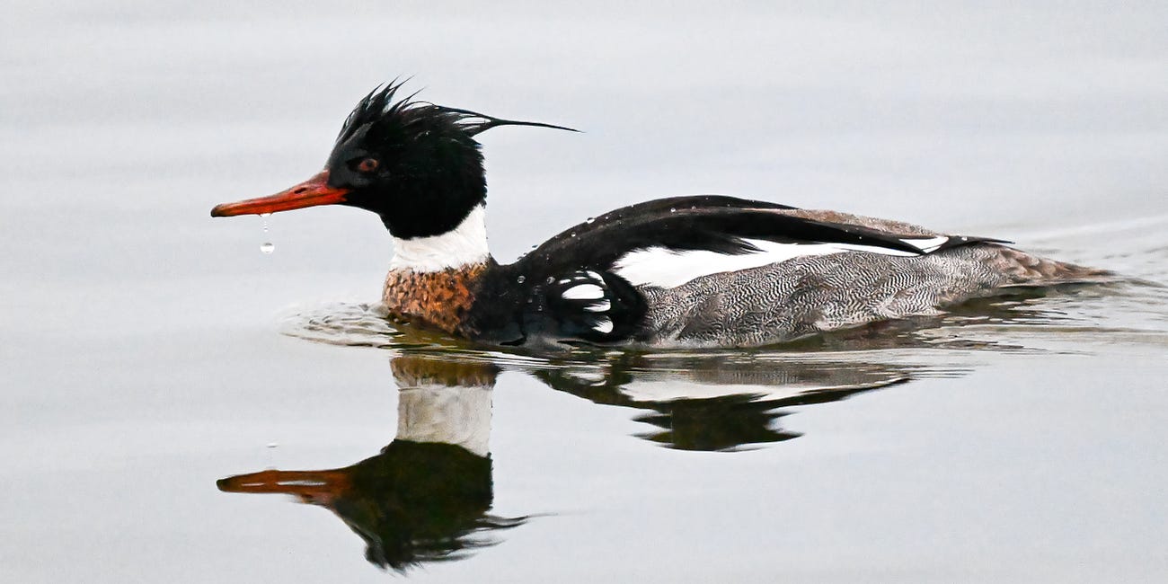 Red-breasted Merganser
