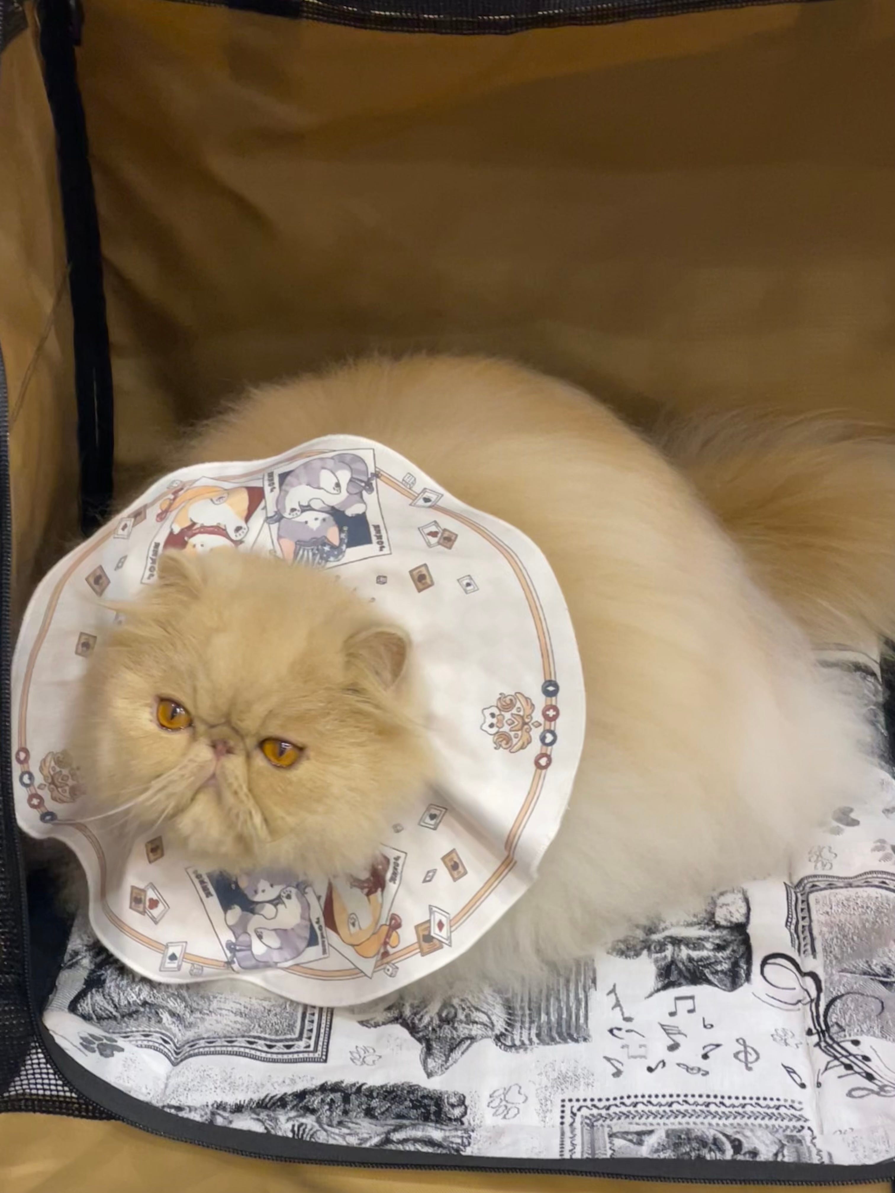 A weekend at the Cleveland International Cat Show