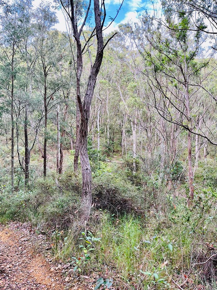 Australian bush flowers, trees and cormorants by the water