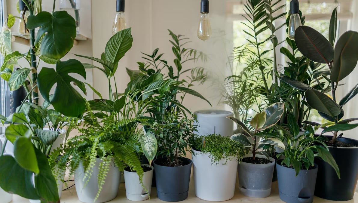 money tree plant fertilizer Gardenera Plant Growth Superfood for MONEY Trees with 18 Vitamins & Minerals - Organic Plant Food Fertilizer