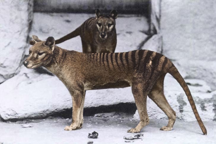 A weighty issue: The tall tale of the Tasmanian tiger – Monash Lens