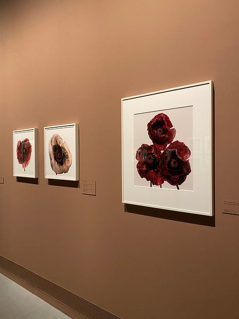 A magazine spread in an exhibition of flowers, flowers framed on the wall