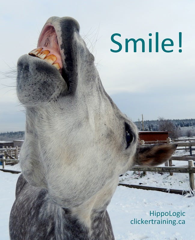 _smile_tricktraining_horse_hippologic _smile_tricktraining_horse_hippologic