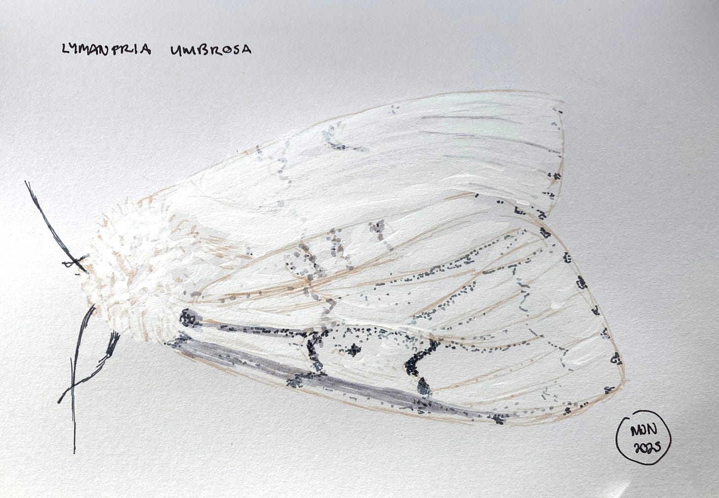 Felt pen drawing of a mostly white moth with black antennae and legs and a few grey and black markings, label Lymantria umbrosa