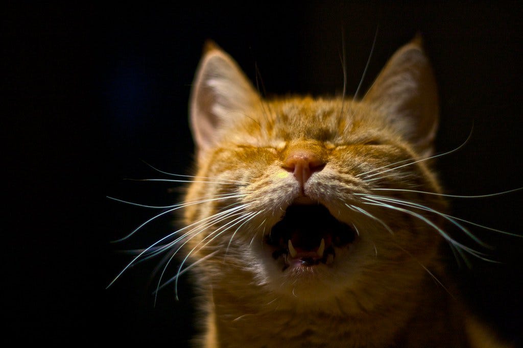 "Scream" by mjhagen is marked with CC BY 2.0.