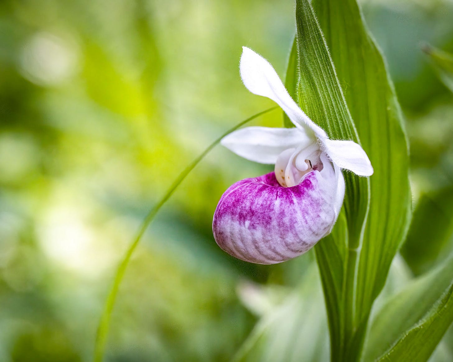 Showy Lady's Slipper, Mn Landscape Arboretum - Photo; Diana Pierce