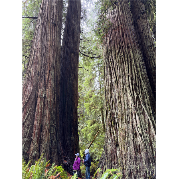 A group of trees in the forest

AI-generated content may be incorrect.