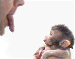 Mirror Neurons—Family Healing – Back in Control
