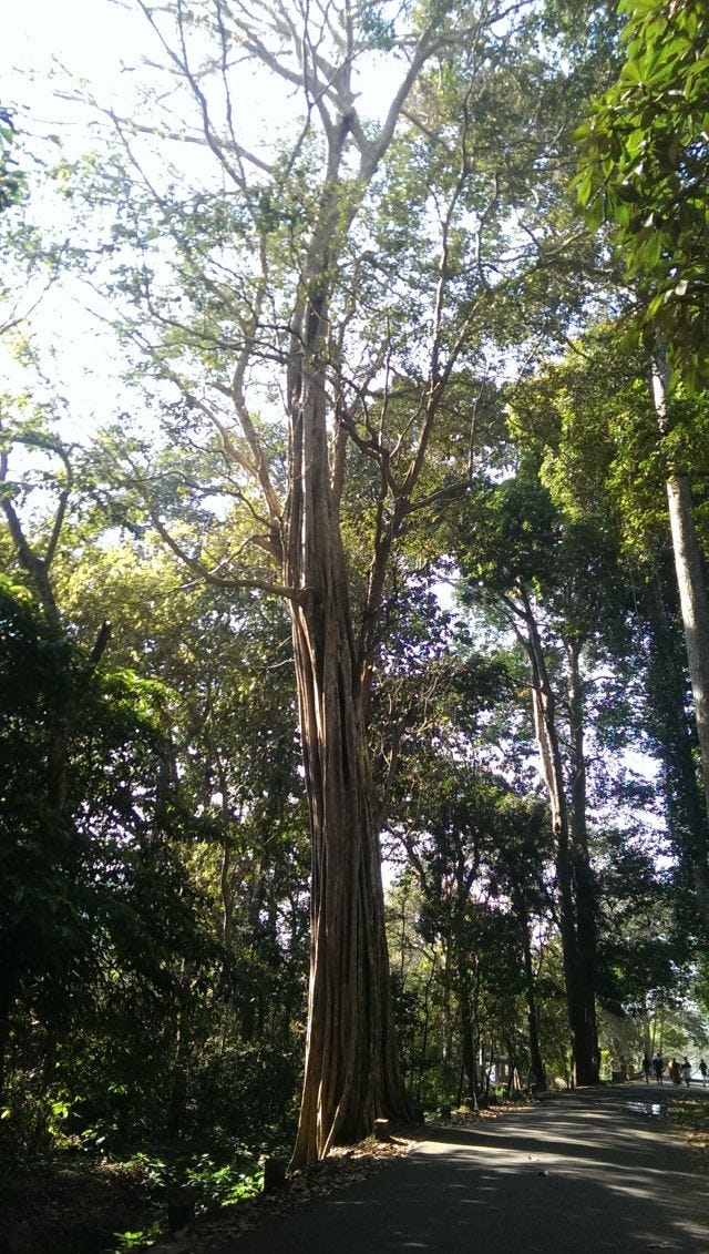 A line of trees with an empty path in the middle. The trees are magestic. A line of trees with an empty path in the middle. The trees are magestic.