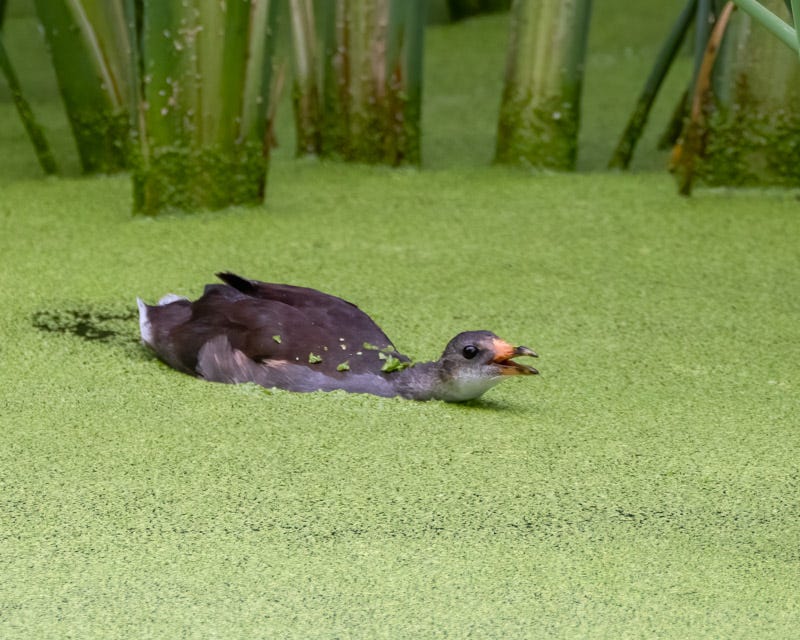 20250918-Sweetwater-116-Edit.jpg 20250918-Sweetwater-116-Edit.jpg