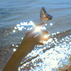 This may contain: a person's hand holding a butterfly in front of the ocean with sunlight streaming through it