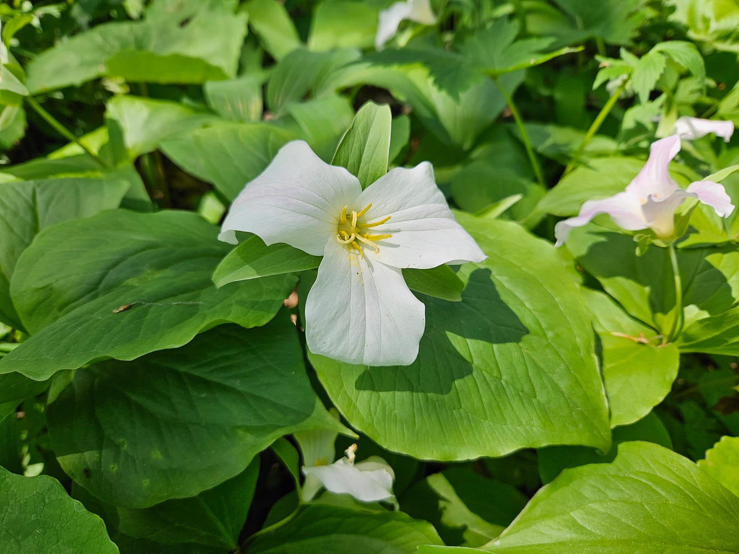 A lovely white trillium flower with three thick petals pokes out from a bed of bright green leaves.