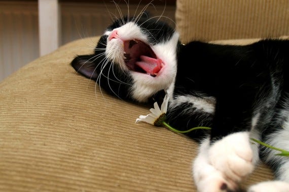 Yawning kitty Yawning kitty
