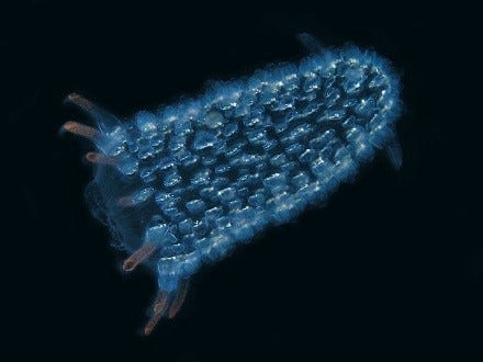 Moonlight in the Water: The Bioluminescence of Pyrosoma atlanticum. By Ian Streiter | davisinvertebrates Moonlight in the Water: The Bioluminescence of Pyrosoma atlanticum. By Ian Streiter | davisinvertebrates