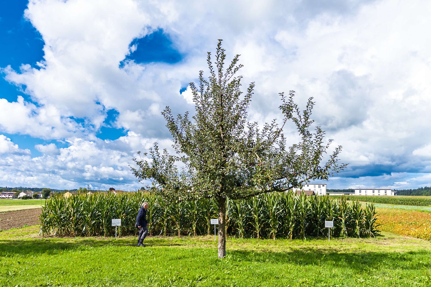 Ein Apfelbaum steht auf einer Wiese vor einem Maisfeld auf dem Oberacker-Versuchsfeld in Zollikofen. Links im Bild geht ein Mann am Feldrand entlang, kleine Hinweistafeln markieren die Versuchsparzellen. Im Hintergrund sind weitere Felder, einige Gebäude und ein dramatisch bewölkter Himmel zu sehen.