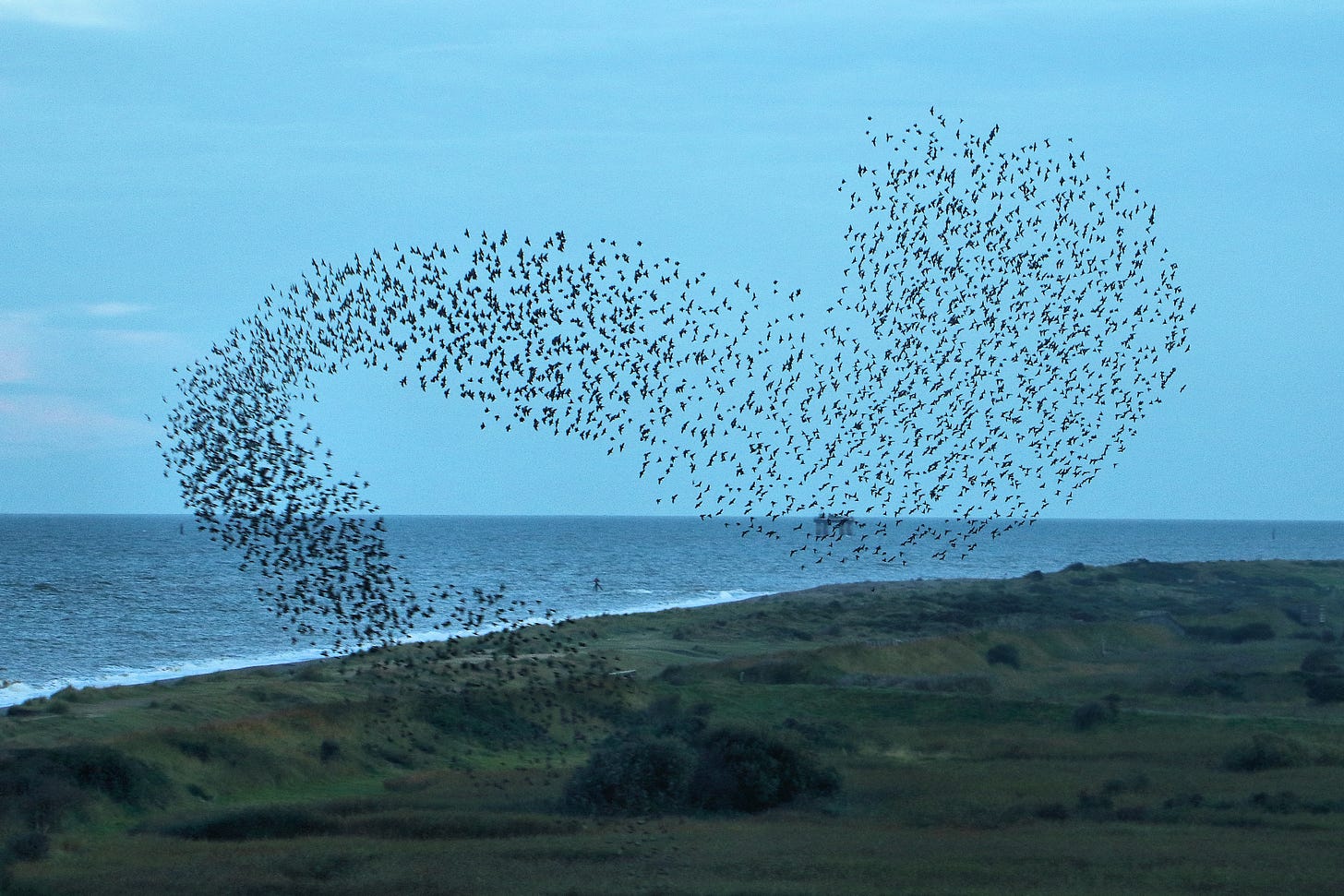 File:Starling Murmuration - RSPB Minsmere (21446738793).jpg - Wikimedia Commons File:Starling Murmuration - RSPB Minsmere (21446738793).jpg - Wikimedia Commons