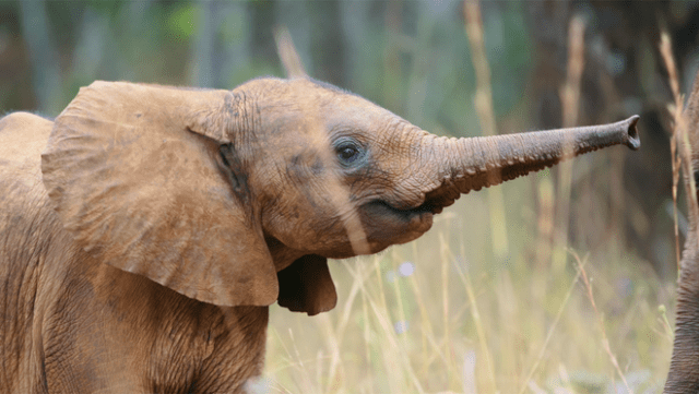 Apple TV unveils the first look at “Born to be Wild,” a breathtaking new wildlife series narrated by Hugh Bonneville, premiering December 19, 2025.