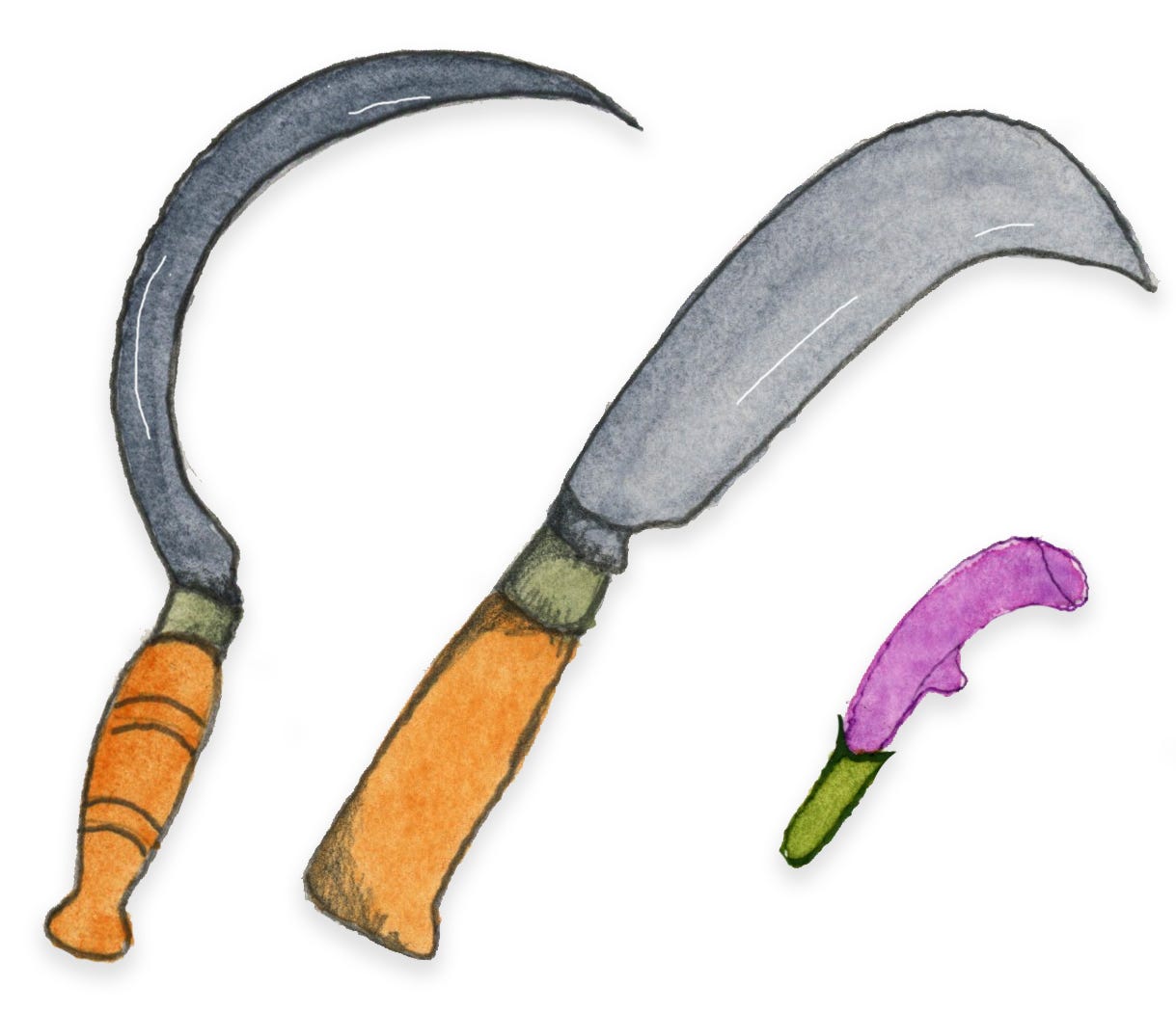 an illustration of a sickle, bill hook and self-heal flower