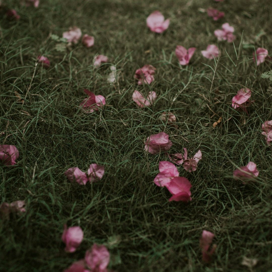 Pink rose petals scattered on green grass.