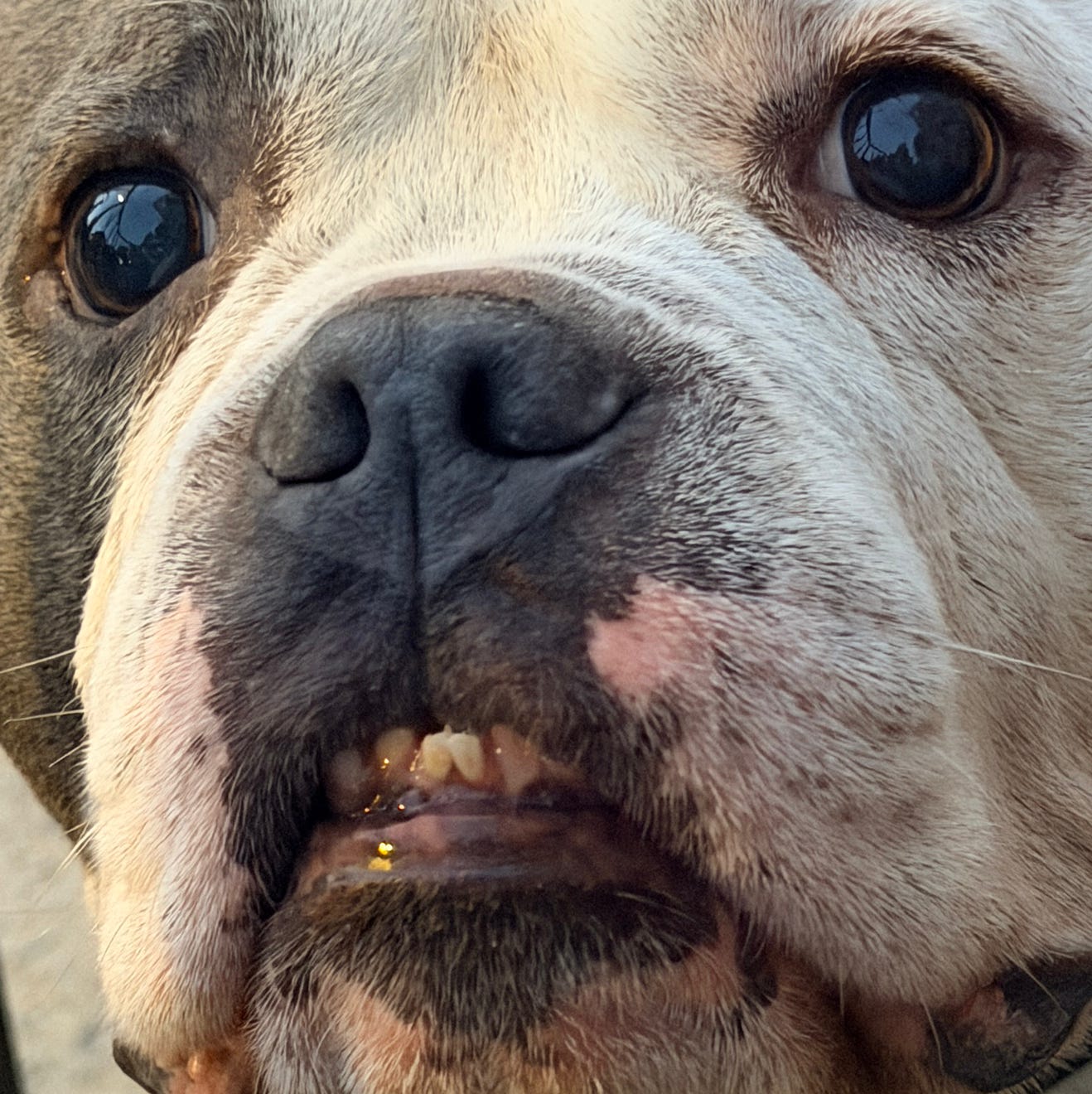 Marcel