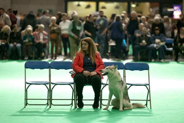 Un perro espera para participar en una exhibición en la Crufts Dog Show. Foto: EFE/EPA/NEIL HALL