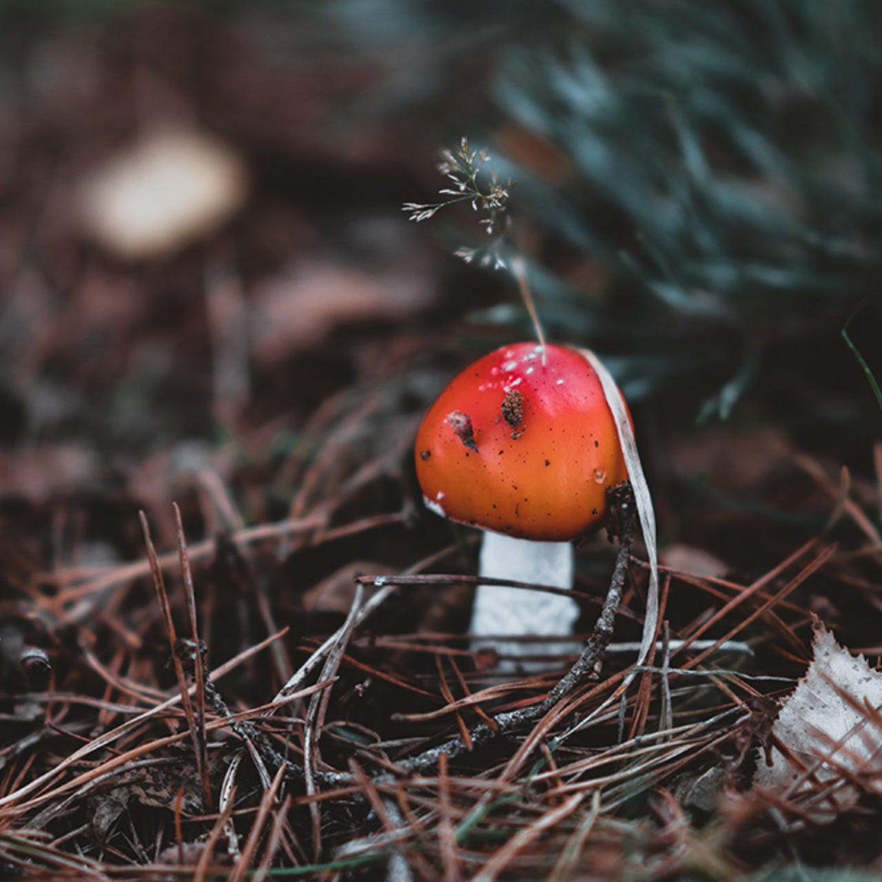 The Rewild Your Soul Diaries Podcast 