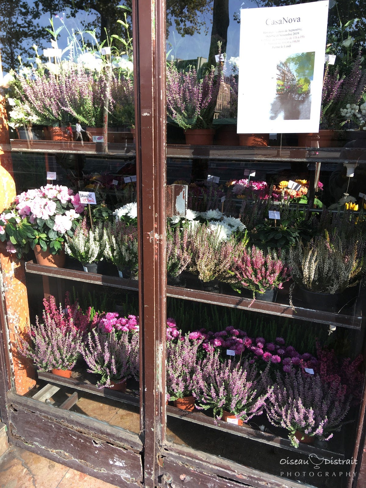 The colourful box plants inside a shop with the reflection of sunny weather.