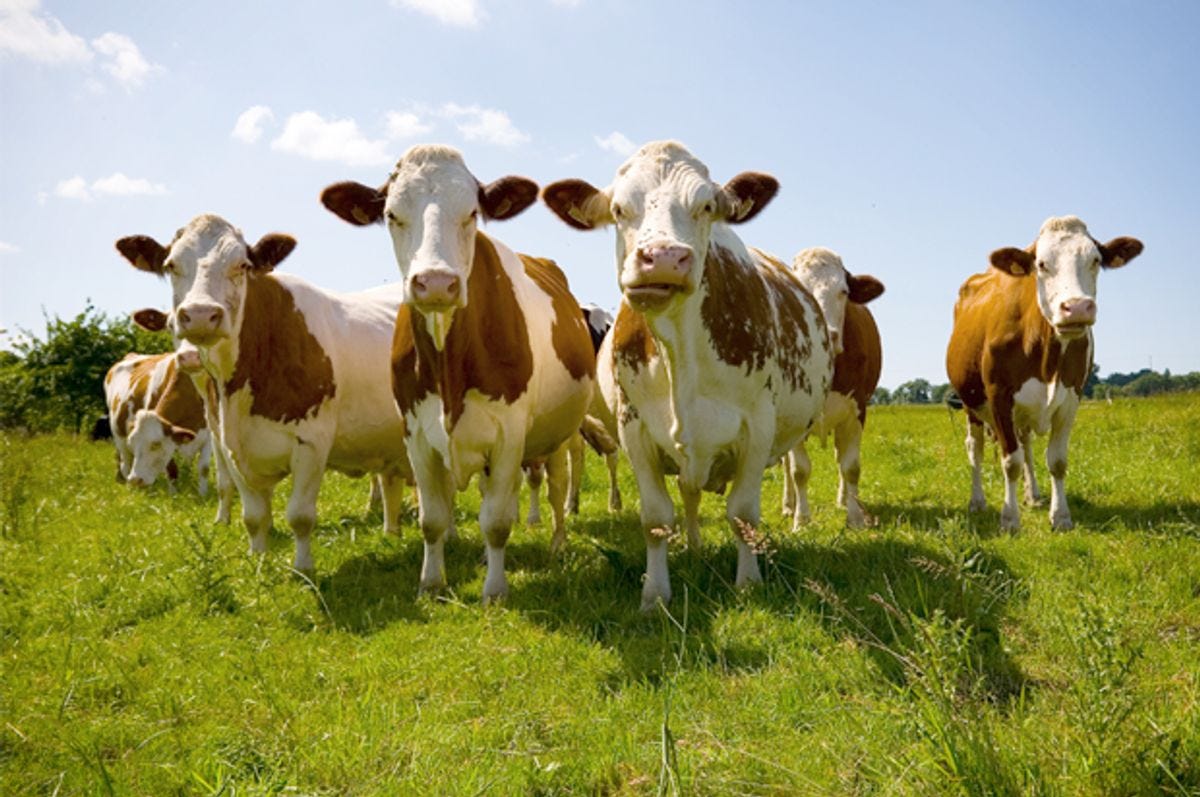 America has reached peak cow: Why it's time to reconsider the human-bovine  partnership | Salon.com