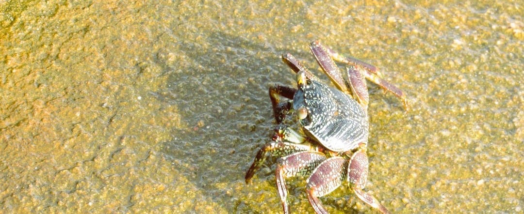 a close-up of a bug a close-up of a bug