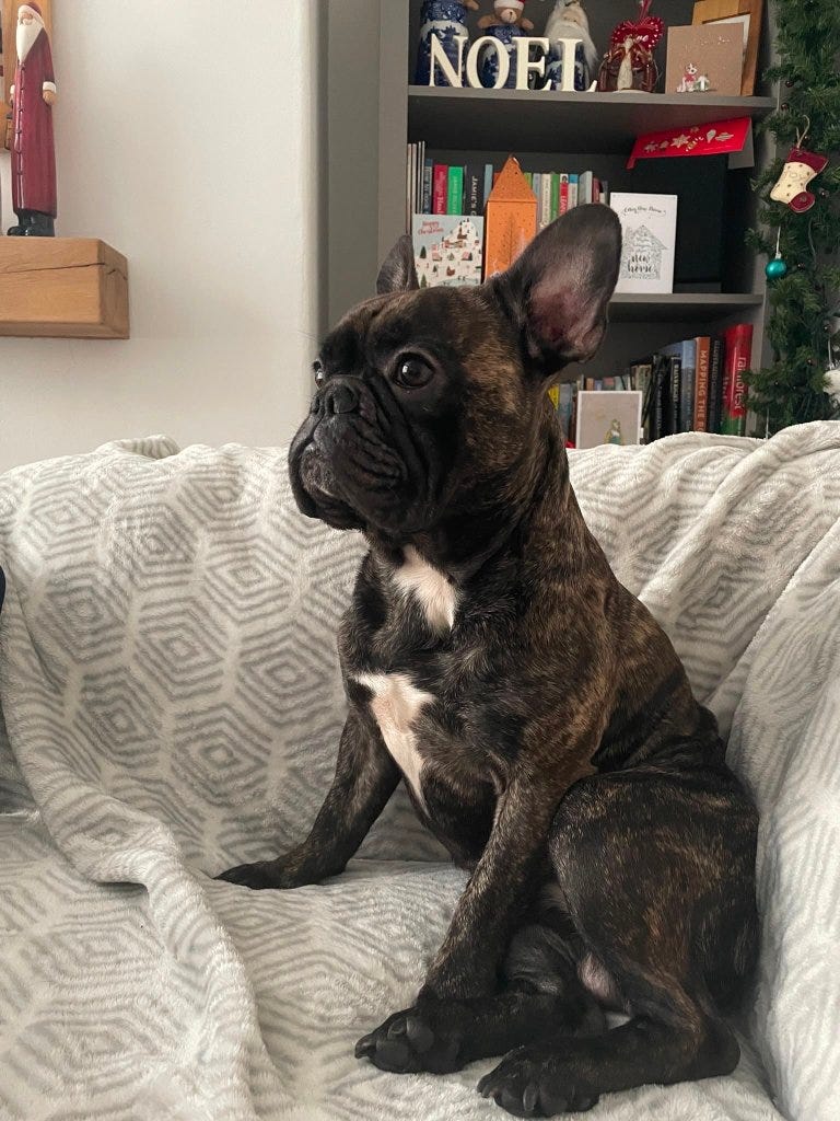 Oscar, a French bulldog, sitting on a white blanket. Oscar, a French bulldog, sitting on a white blanket.