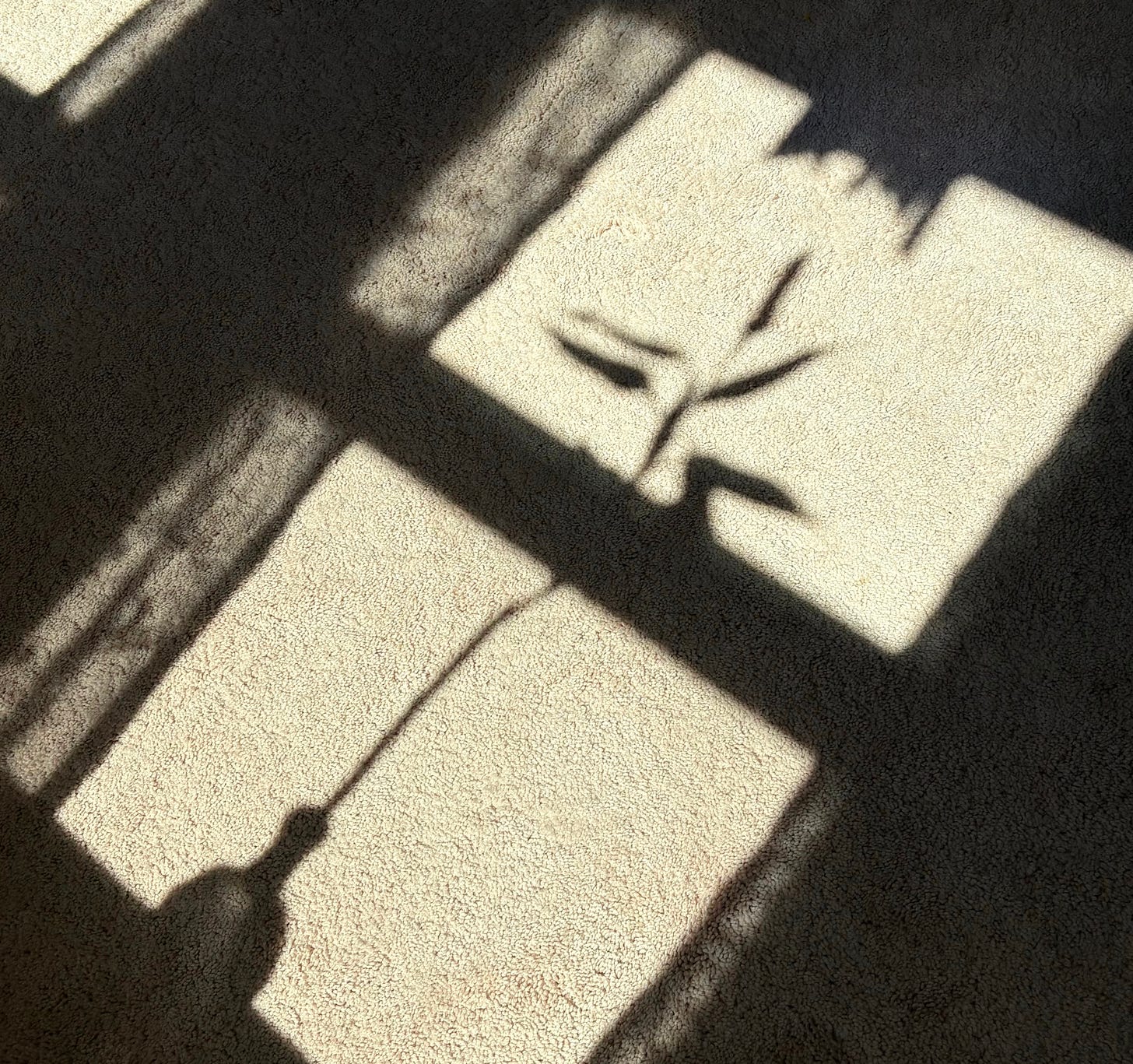 The shadow of a window that depicts lace curtains and a bamboo shoot in a vase.