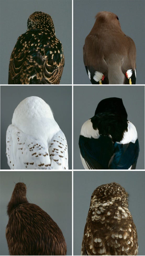 This may contain: six different types of birds sitting on top of each other