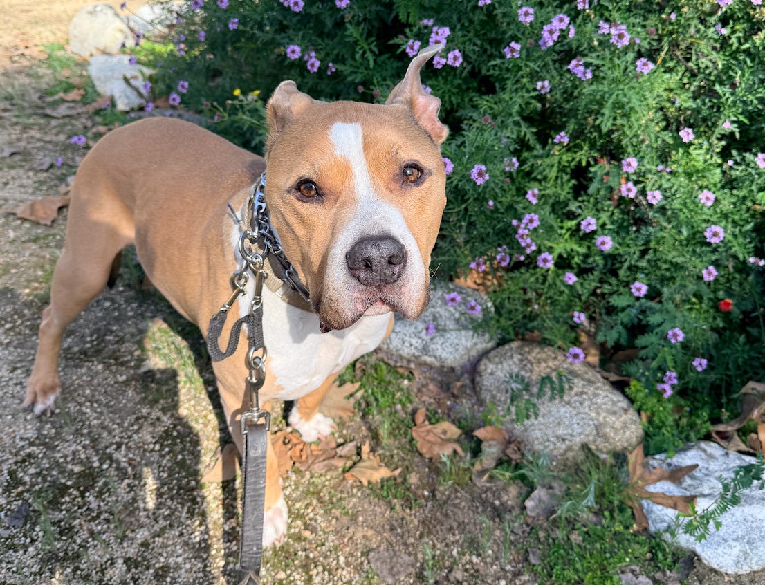 Elvis looking at the camera while standing outside in front of purple flowers Elvis looking at the camera while standing outside in front of purple flowers