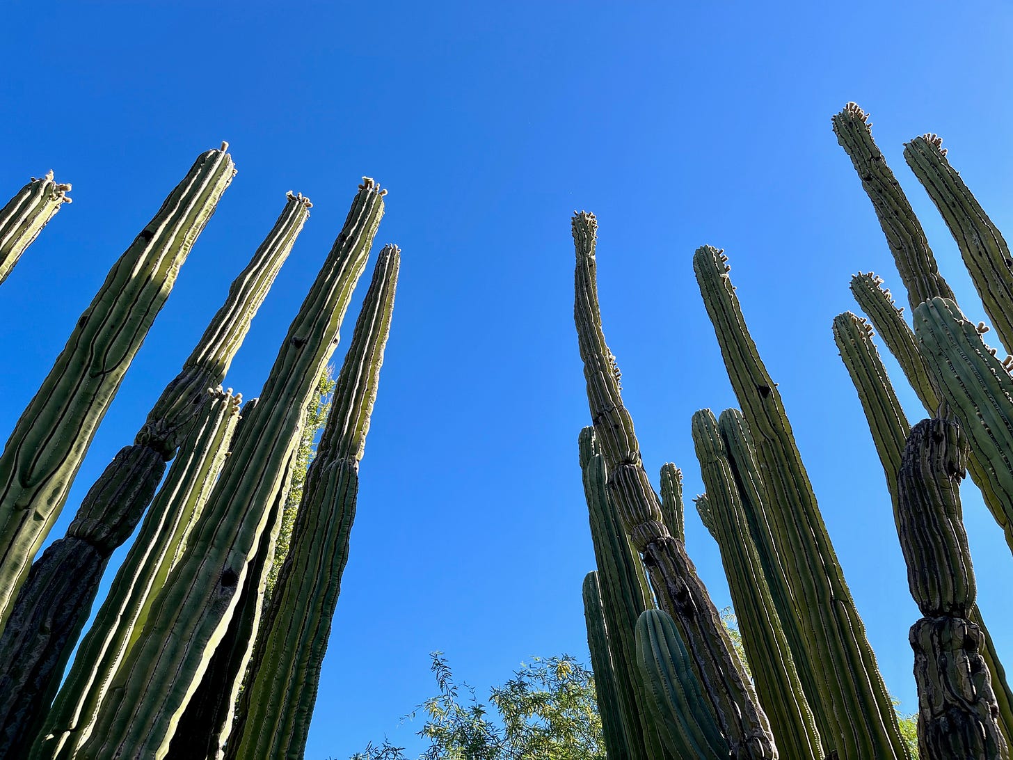 Desert Botanical Gardens