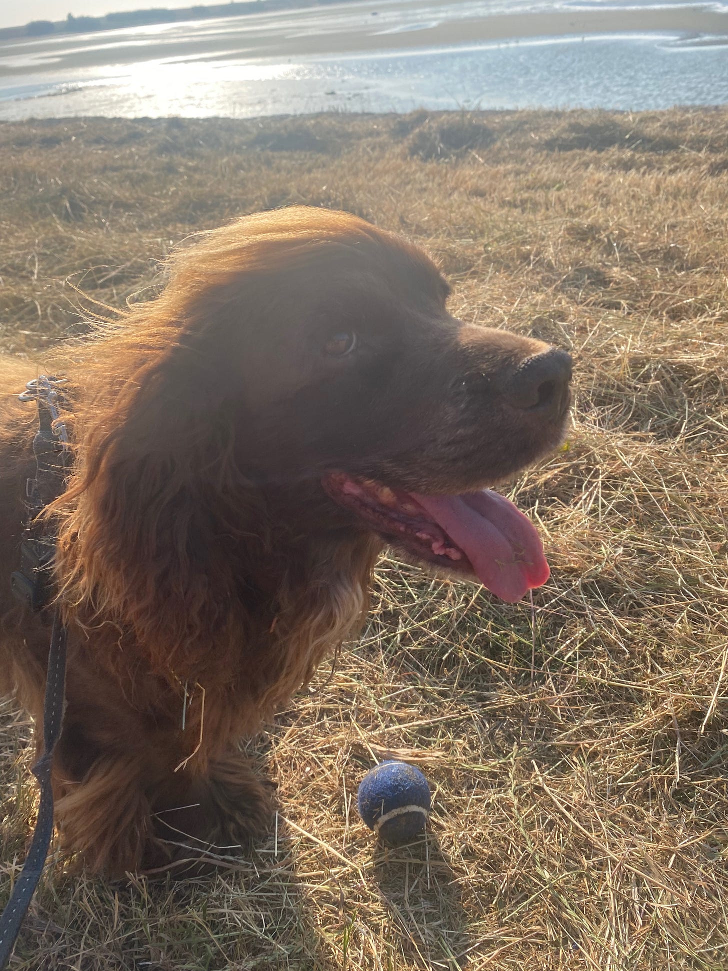 Chocolate cocker spaniel by estuary