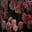 c. ౨ৎ's avatar