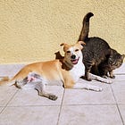 Dialogue 02/05 : T’es plutôt chat ou chien ?